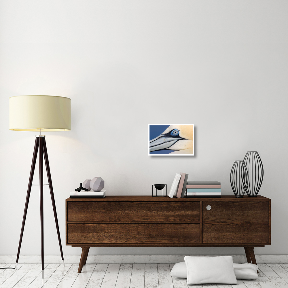 Northern Gannet profile, Saltee Islands, Ireland-Paper Art-20&quotx14"