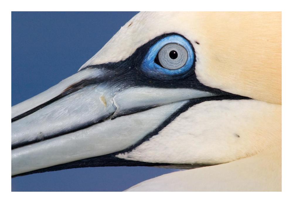 Northern Gannet profile, Saltee Islands, Ireland-Paper Art-26"x18"