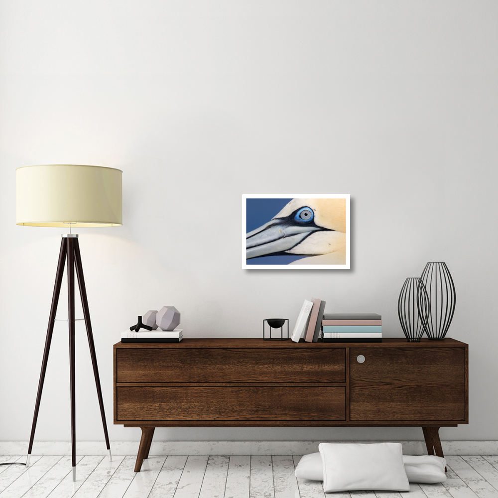 Northern Gannet profile, Saltee Islands, Ireland-Paper Art-26&quotx18"
