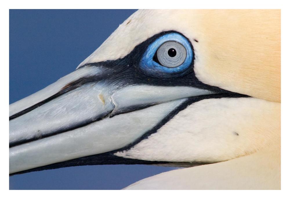 Northern Gannet profile, Saltee Islands, Ireland-Paper Art-32"x22"