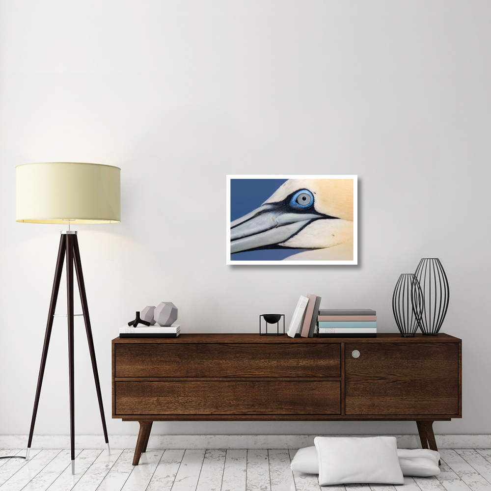 Northern Gannet profile, Saltee Islands, Ireland-Paper Art-32&quotx22"