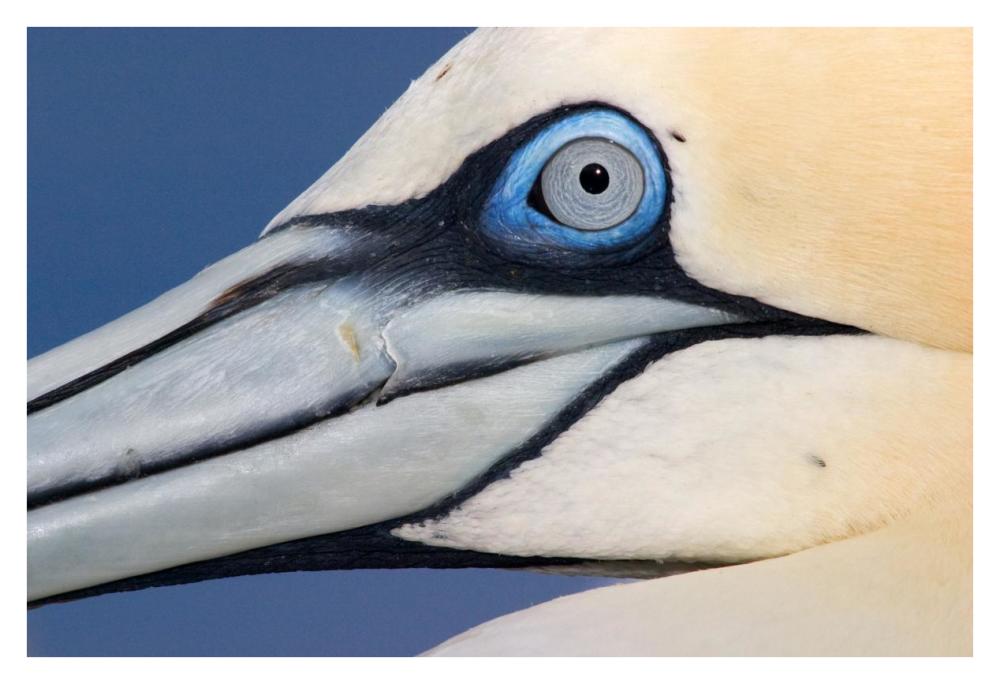 Northern Gannet profile, Saltee Islands, Ireland-Paper Art-38"x26"