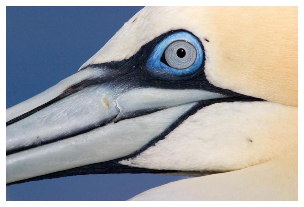 Northern Gannet profile, Saltee Islands, Ireland-Paper Art-50"x34"