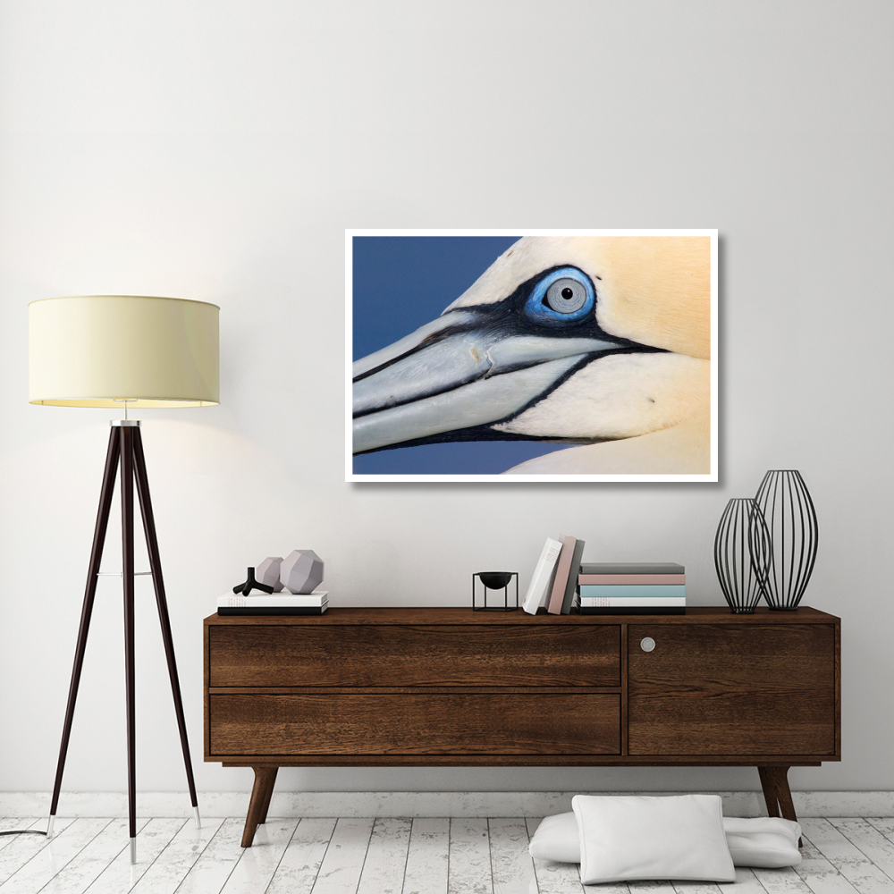 Northern Gannet profile, Saltee Islands, Ireland-Paper Art-50&quotx34"