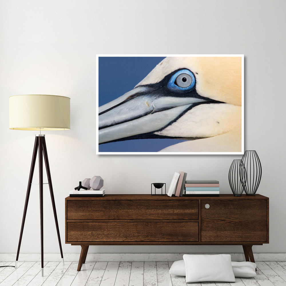 Northern Gannet profile, Saltee Islands, Ireland-Paper Art-62&quotx42"