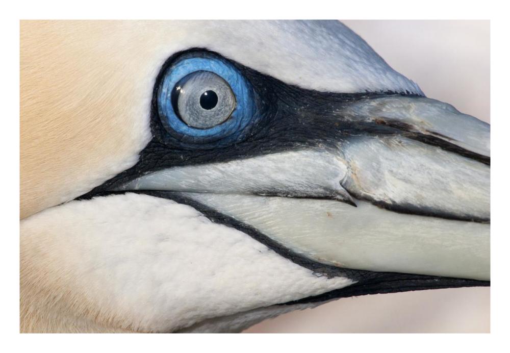 Northern Gannet profile, Saltee Islands, Ireland-Paper Art-26"x18"