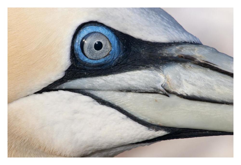 Northern Gannet profile, Saltee Islands, Ireland-Paper Art-32"x22"