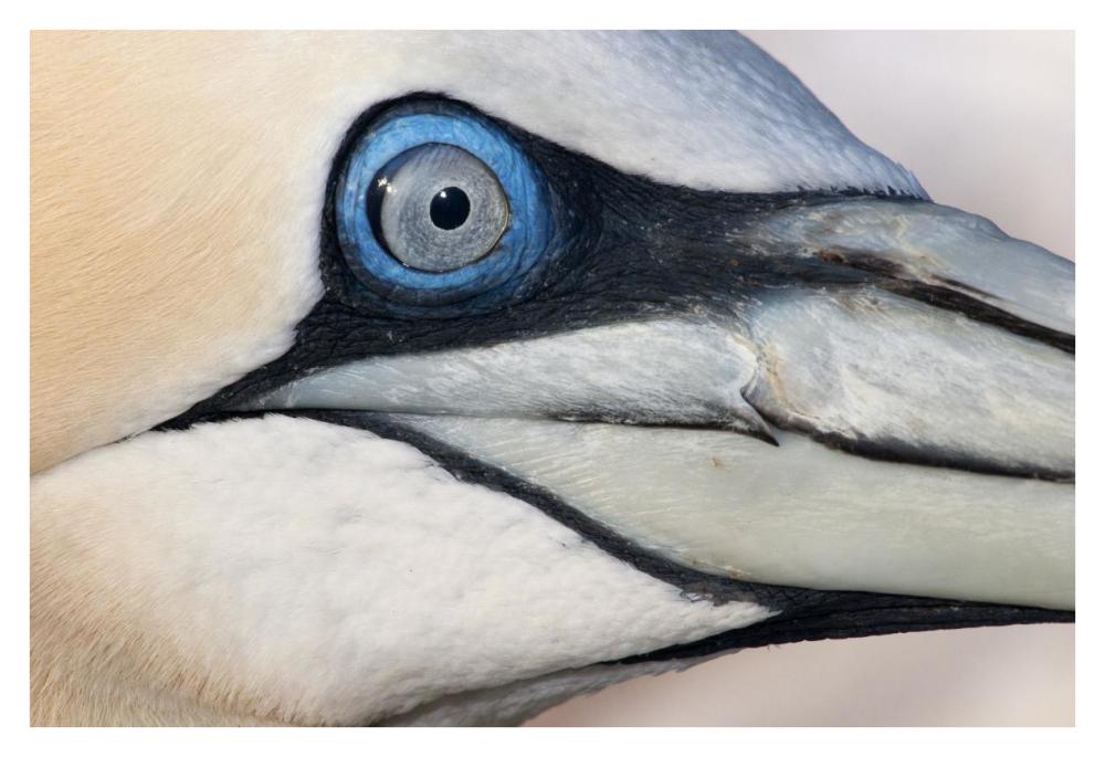 Northern Gannet profile, Saltee Islands, Ireland-Paper Art-38"x26"