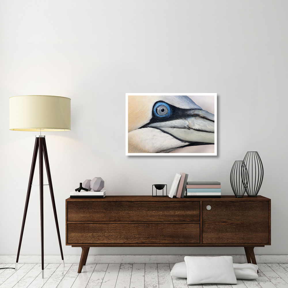 Northern Gannet profile, Saltee Islands, Ireland-Paper Art-38&quotx26"