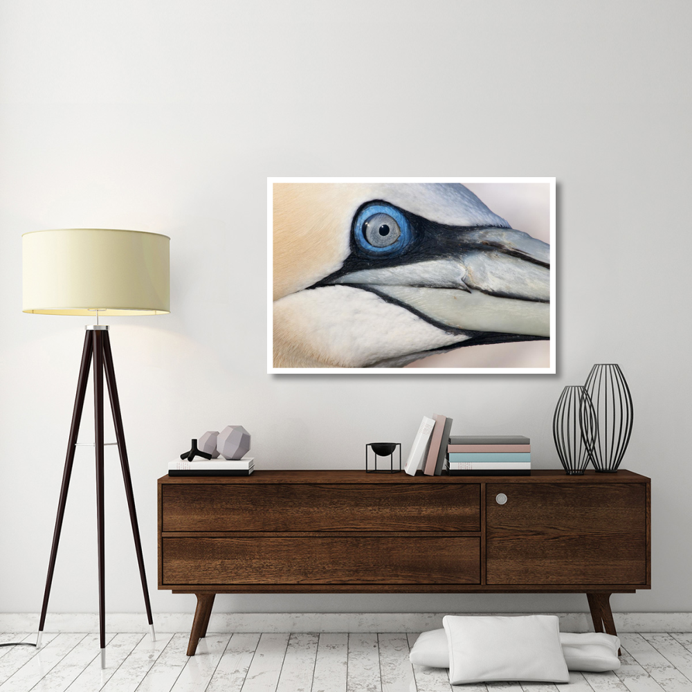 Northern Gannet profile, Saltee Islands, Ireland-Paper Art-50&quotx34"