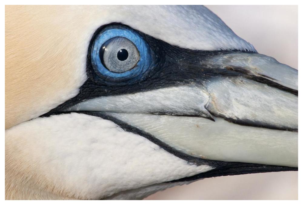 Northern Gannet profile, Saltee Islands, Ireland-Paper Art-62"x42"
