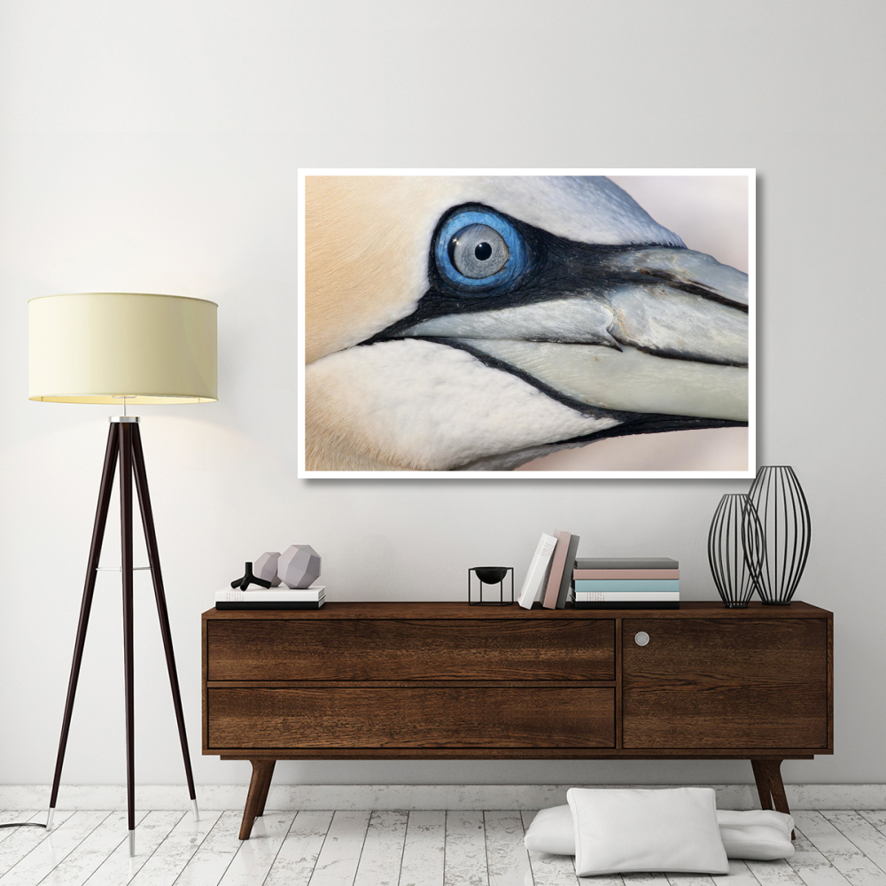 Northern Gannet profile, Saltee Islands, Ireland-Paper Art-62&quotx42"