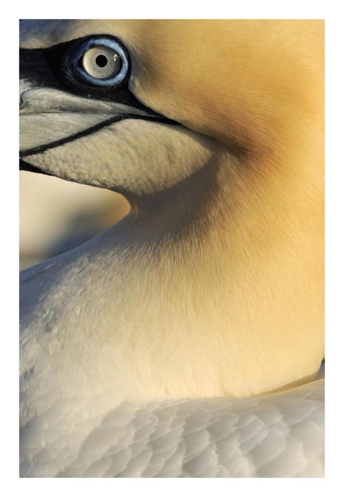 Northern Gannet Up Close, Saltee Islands, Ireland-Paper Art-18"x26"