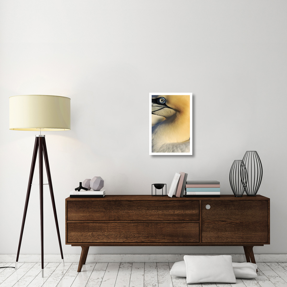 Northern Gannet Up Close, Saltee Islands, Ireland-Paper Art-18&quotx26"