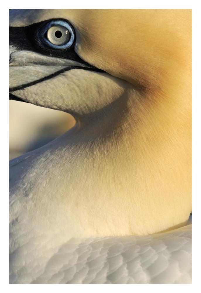 Northern Gannet Up Close, Saltee Islands, Ireland-Paper Art-22"x32"