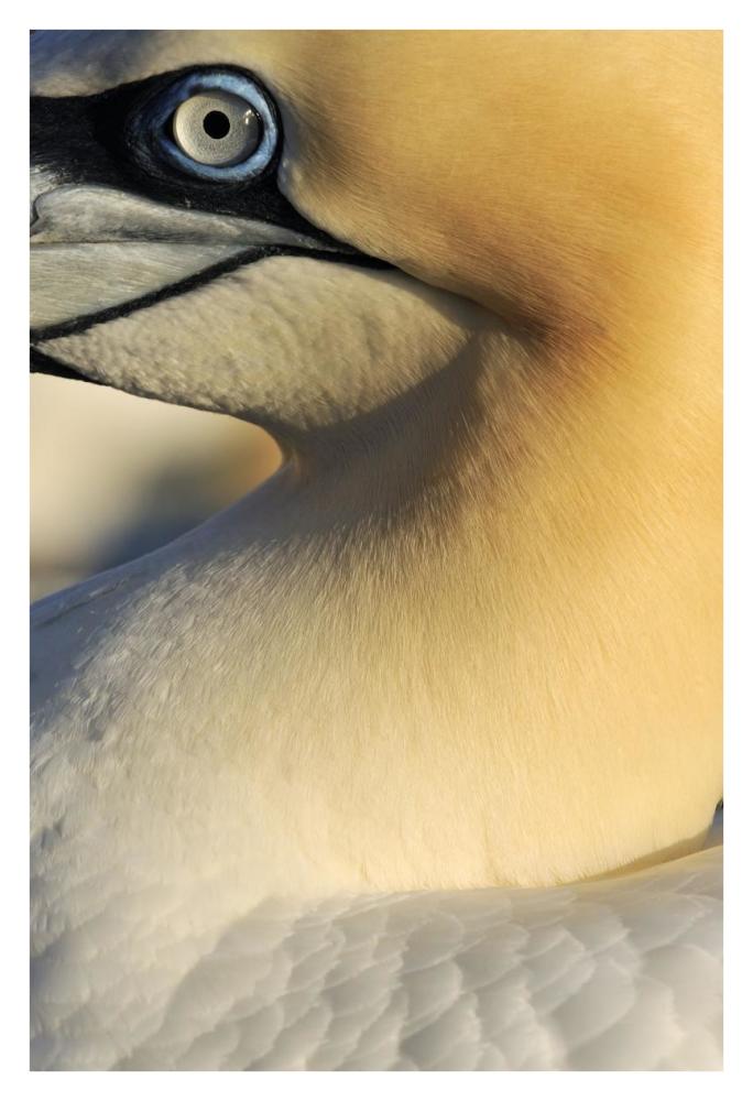 Northern Gannet Up Close, Saltee Islands, Ireland-Paper Art-26"x38"