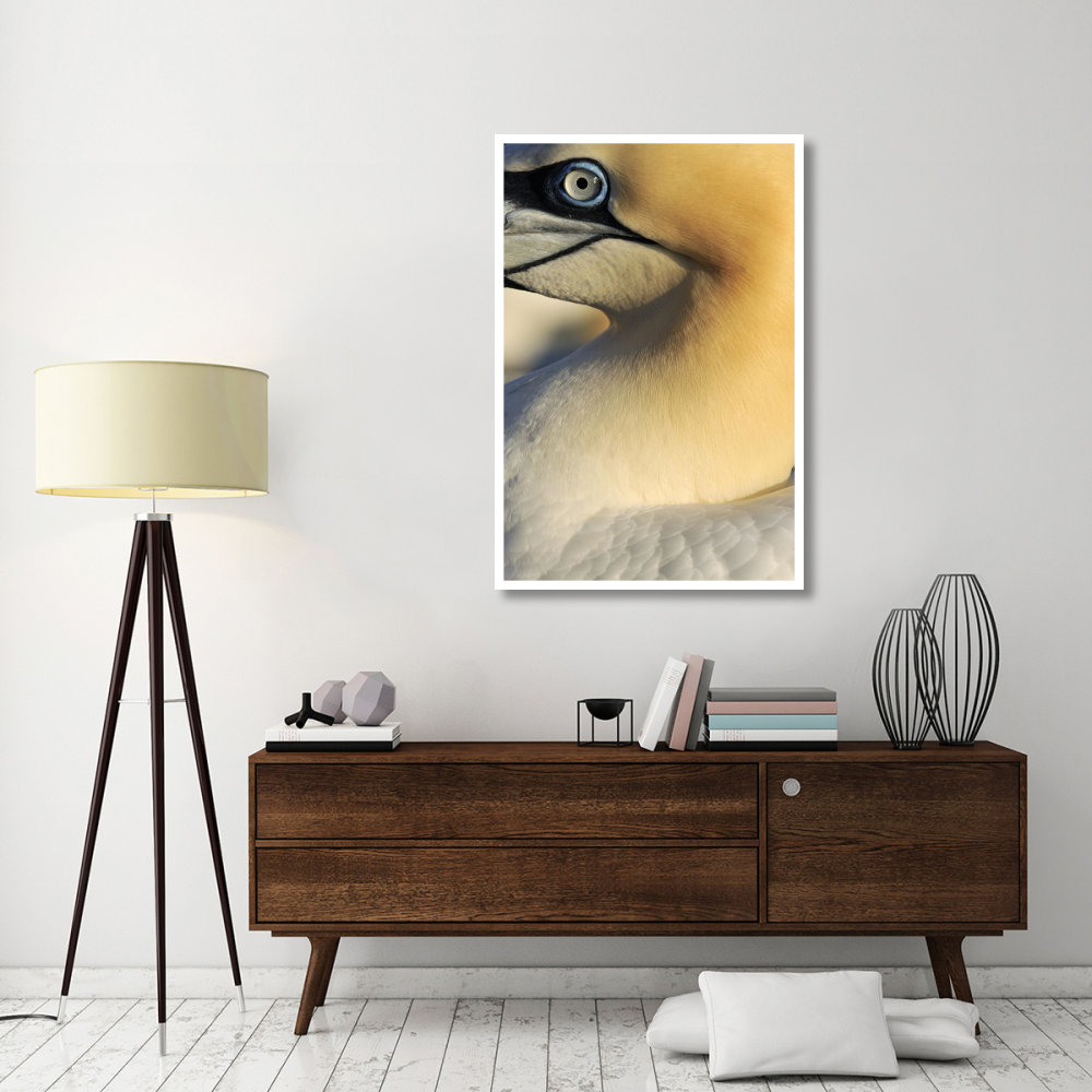 Northern Gannet Up Close, Saltee Islands, Ireland-Paper Art-34&quotx50"