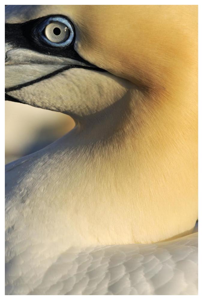 Northern Gannet Up Close, Saltee Islands, Ireland-Paper Art-42"x62"
