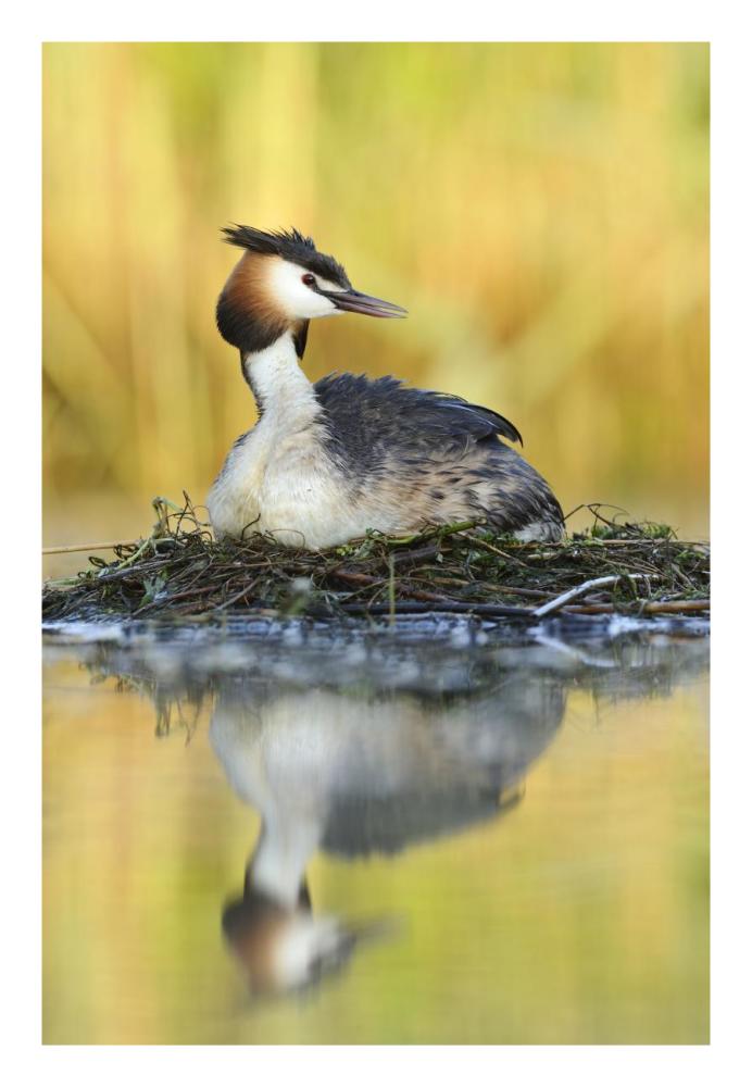 Great Crested Grebe on floating nest, De Biesbosch National Park, Netherlands-Paper Art-18"x26"