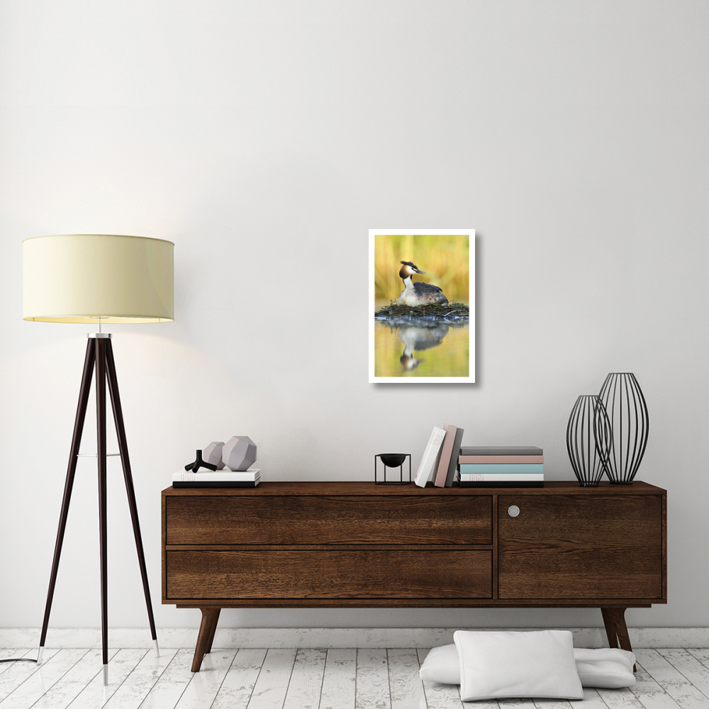 Great Crested Grebe on floating nest, De Biesbosch National Park, Netherlands-Paper Art-18&quotx26"