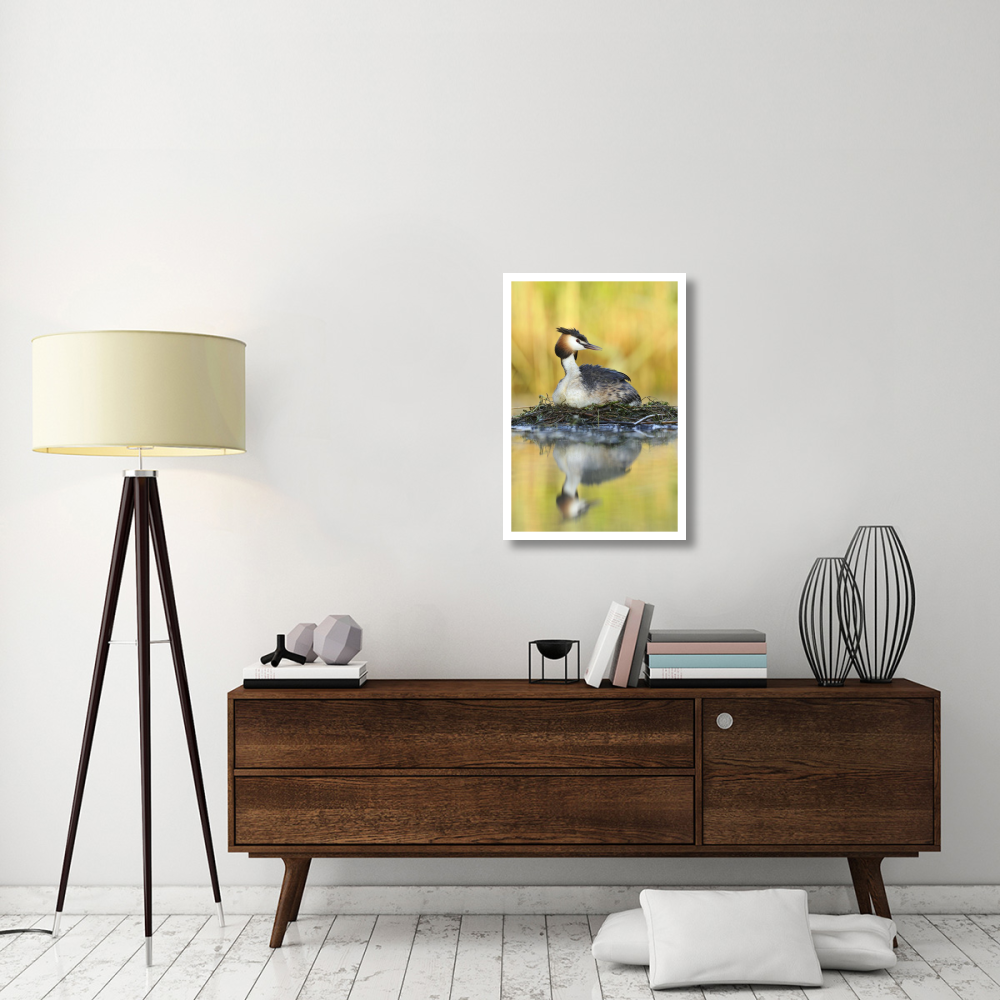 Great Crested Grebe on floating nest, De Biesbosch National Park, Netherlands-Paper Art-22&quotx32"