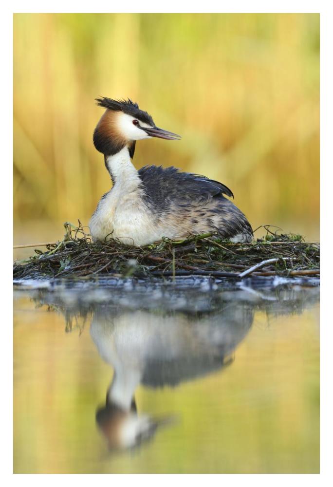 Great Crested Grebe on floating nest, De Biesbosch National Park, Netherlands-Paper Art-26"x38"