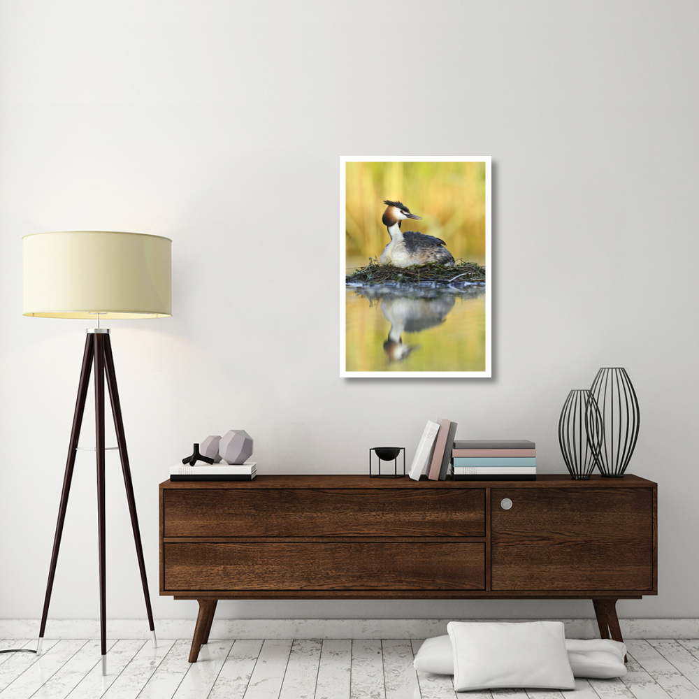 Great Crested Grebe on floating nest, De Biesbosch National Park, Netherlands-Paper Art-26&quotx38"