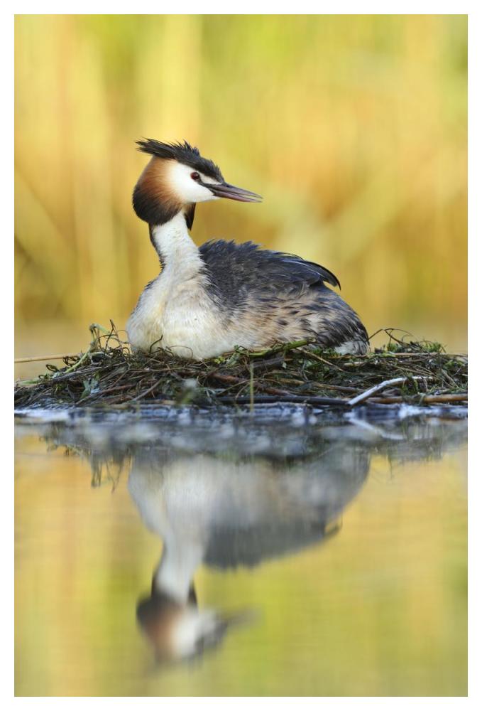 Great Crested Grebe on floating nest, De Biesbosch National Park, Netherlands-Paper Art-34"x50"