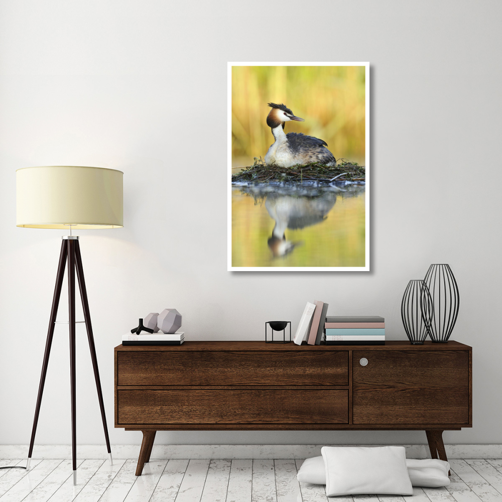 Great Crested Grebe on floating nest, De Biesbosch National Park, Netherlands-Paper Art-34&quotx50"