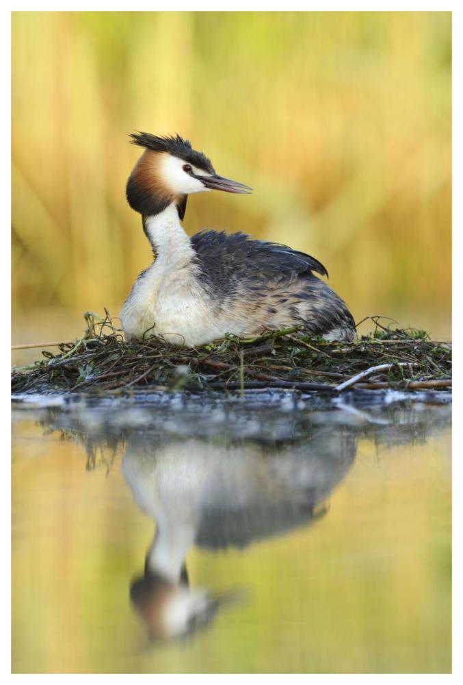 Great Crested Grebe on floating nest, De Biesbosch National Park, Netherlands-Paper Art-42"x62"