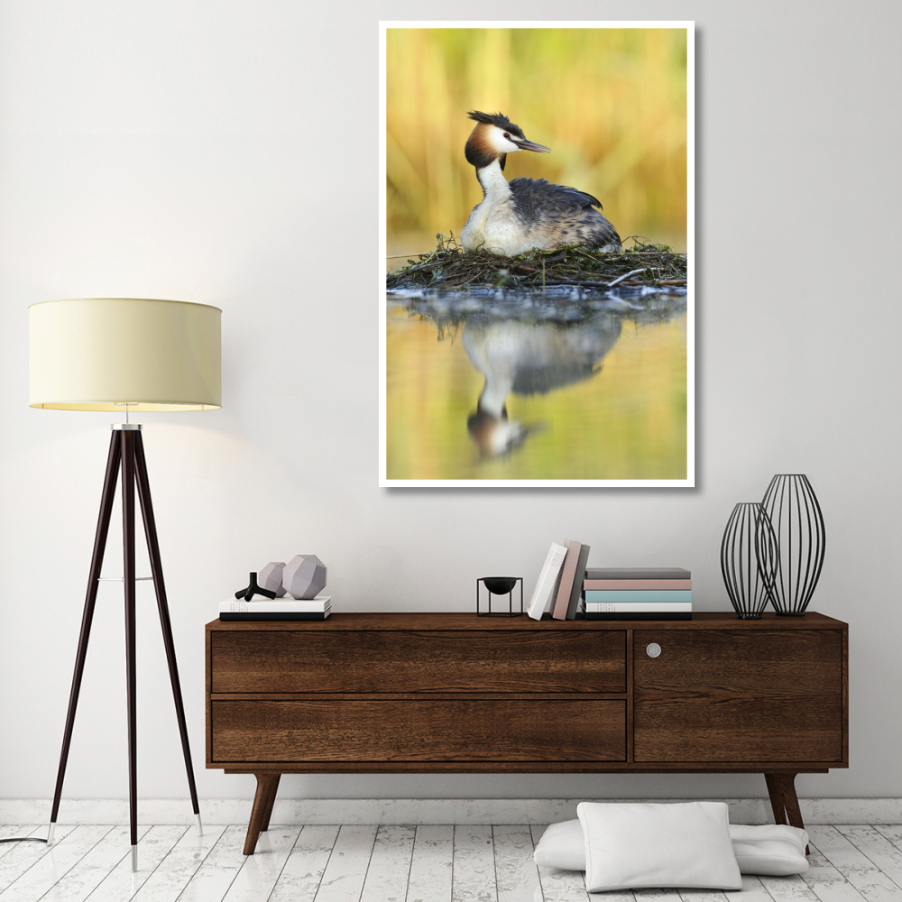 Great Crested Grebe on floating nest, De Biesbosch National Park, Netherlands-Paper Art-42&quotx62"