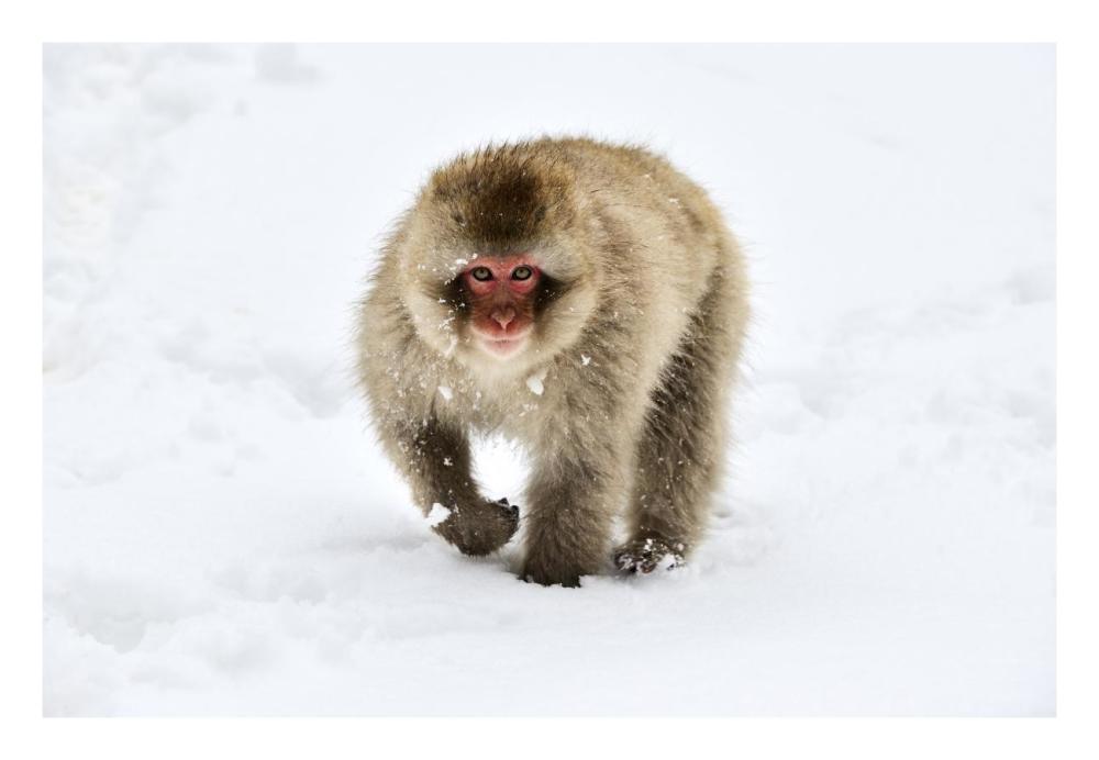Japanese Macaque walking through the snow, Jigokudani Joshinetsu Kogen National Park, Japan-Paper Art-26"x18"