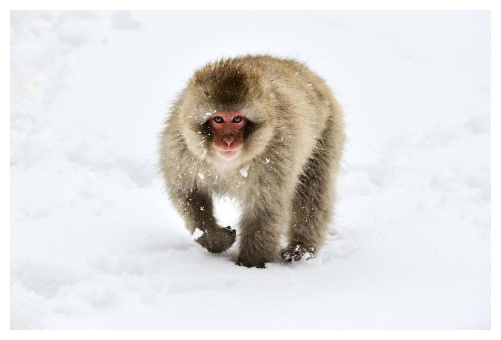 Japanese Macaque walking through the snow, Jigokudani Joshinetsu Kogen National Park, Japan-Paper Art-50"x34"