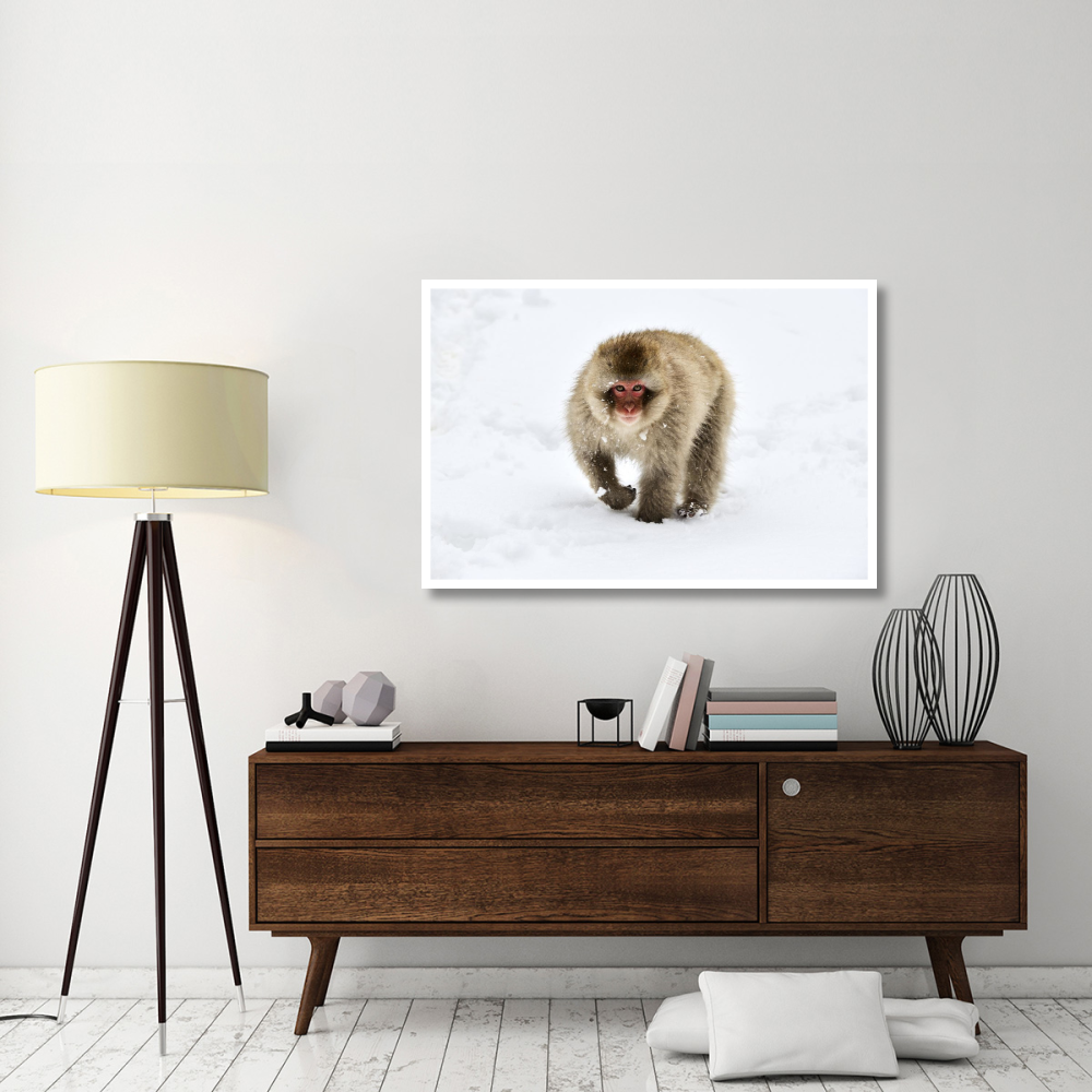 Japanese Macaque walking through the snow, Jigokudani Joshinetsu Kogen National Park, Japan-Paper Art-50&quotx34"
