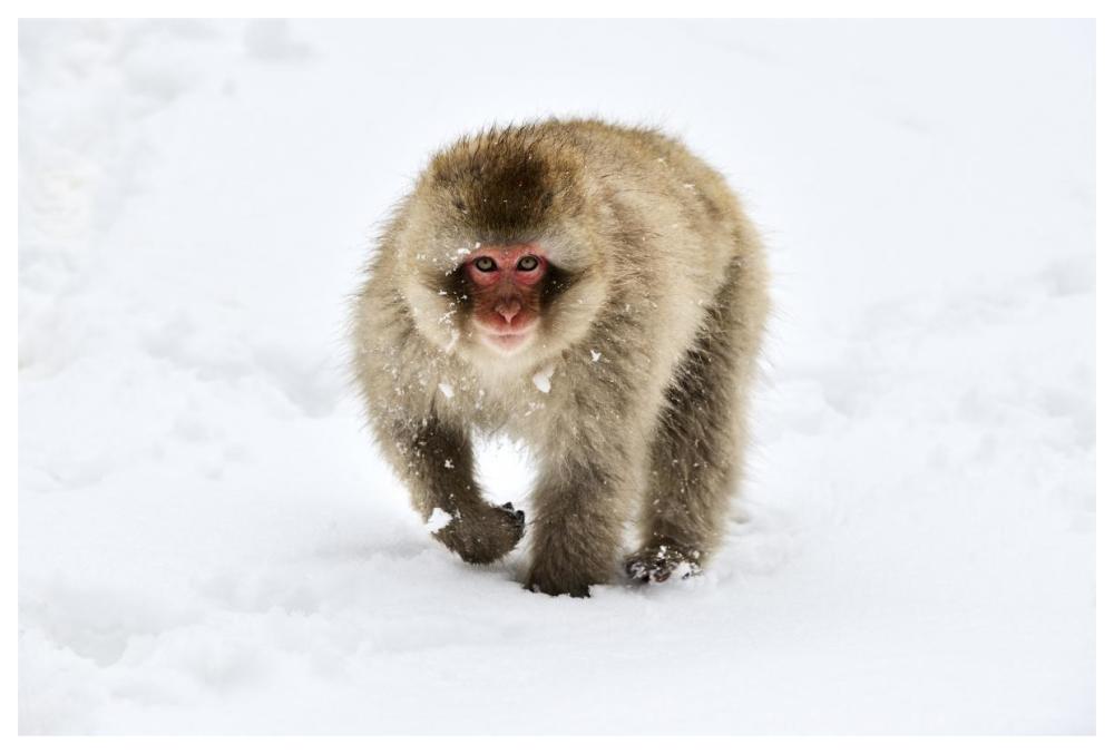 Japanese Macaque walking through the snow, Jigokudani Joshinetsu Kogen National Park, Japan-Paper Art-62"x42"