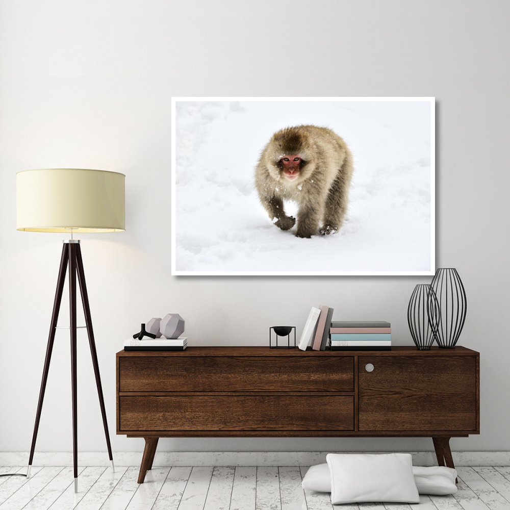 Japanese Macaque walking through the snow, Jigokudani Joshinetsu Kogen National Park, Japan-Paper Art-62&quotx42"