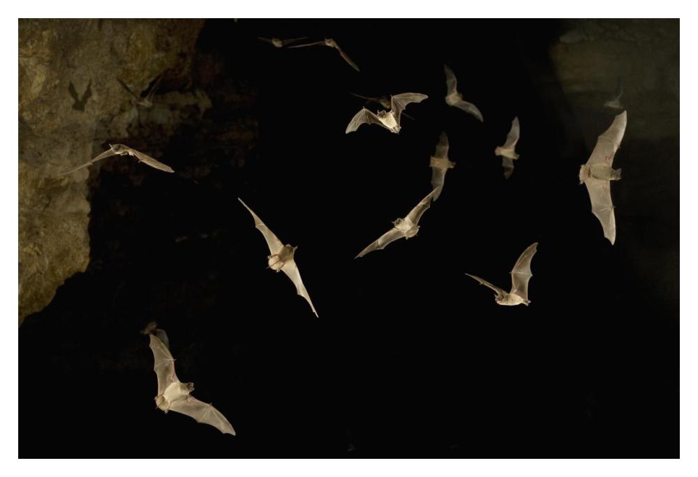 Brazilian Free-tailed Bat group emerging from James Eckert River Bat Cave at dusk, Texas-Paper Art-20"x14"