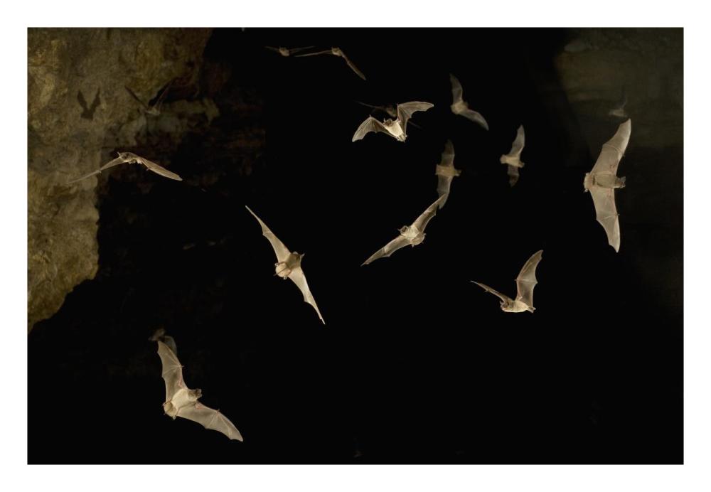 Brazilian Free-tailed Bat group emerging from James Eckert River Bat Cave at dusk, Texas-Paper Art-26"x18"