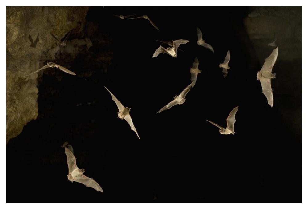 Brazilian Free-tailed Bat group emerging from James Eckert River Bat Cave at dusk, Texas-Paper Art-50"x34"