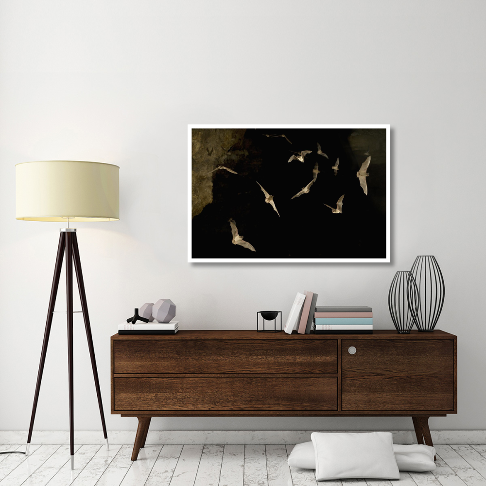Brazilian Free-tailed Bat group emerging from James Eckert River Bat Cave at dusk, Texas-Paper Art-50&quotx34"
