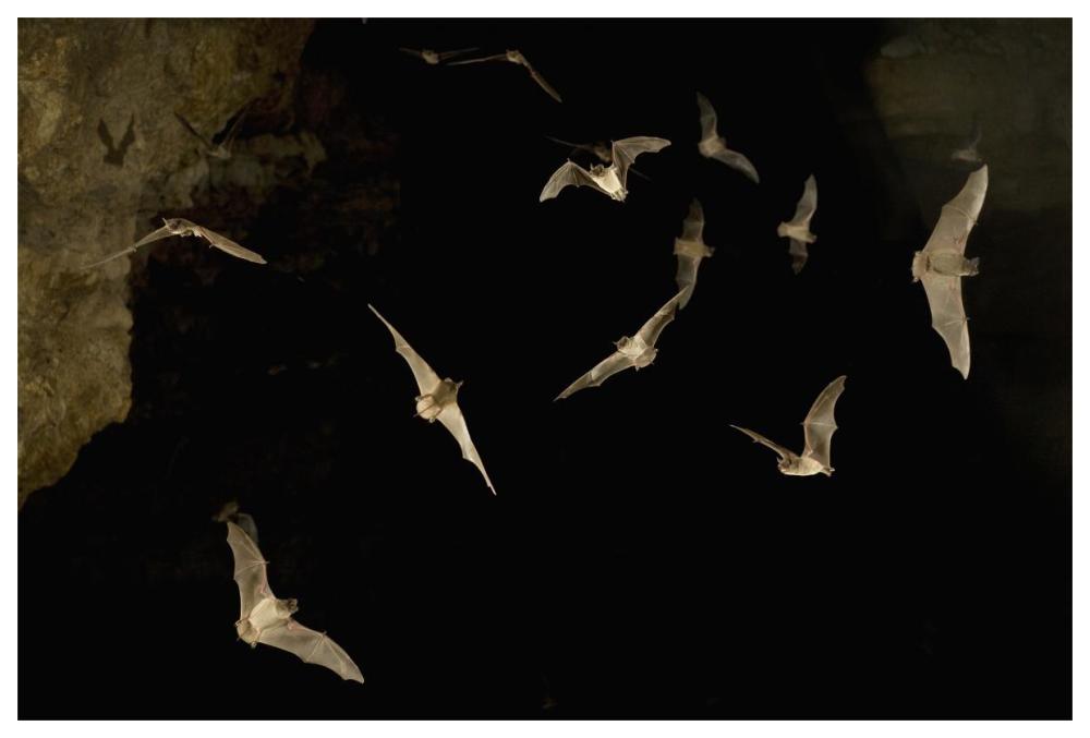 Brazilian Free-tailed Bat group emerging from James Eckert River Bat Cave at dusk, Texas-Paper Art-62"x42"