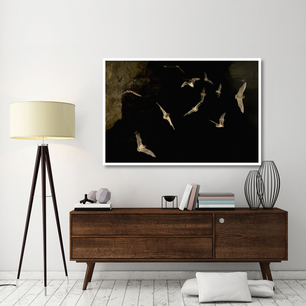 Brazilian Free-tailed Bat group emerging from James Eckert River Bat Cave at dusk, Texas-Paper Art-62&quotx42"