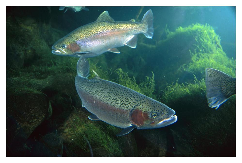 Rainbow Trout pair underwater in Utah-Paper Art-20"x14"