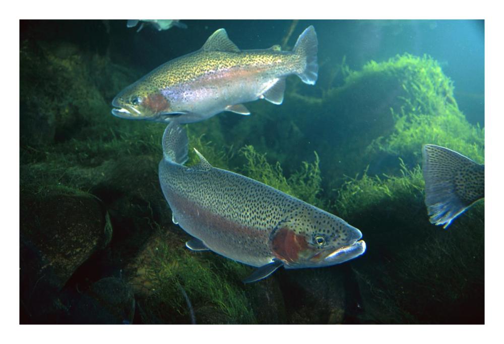 Rainbow Trout pair underwater in Utah-Paper Art-26"x18"