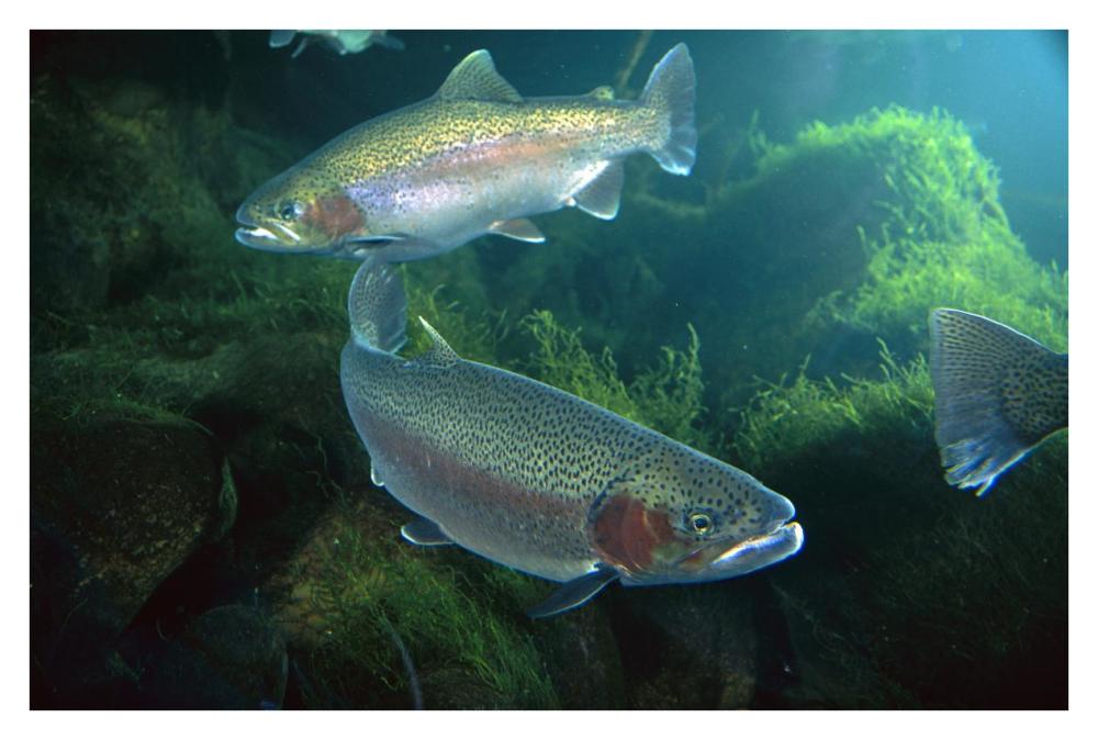 Rainbow Trout pair underwater in Utah-Paper Art-38"x26"