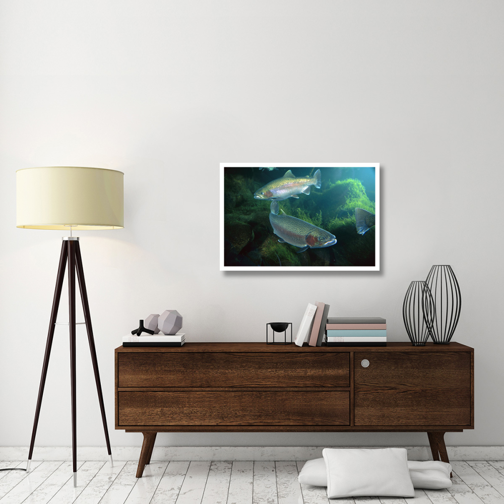 Rainbow Trout pair underwater in Utah-Paper Art-38&quotx26"