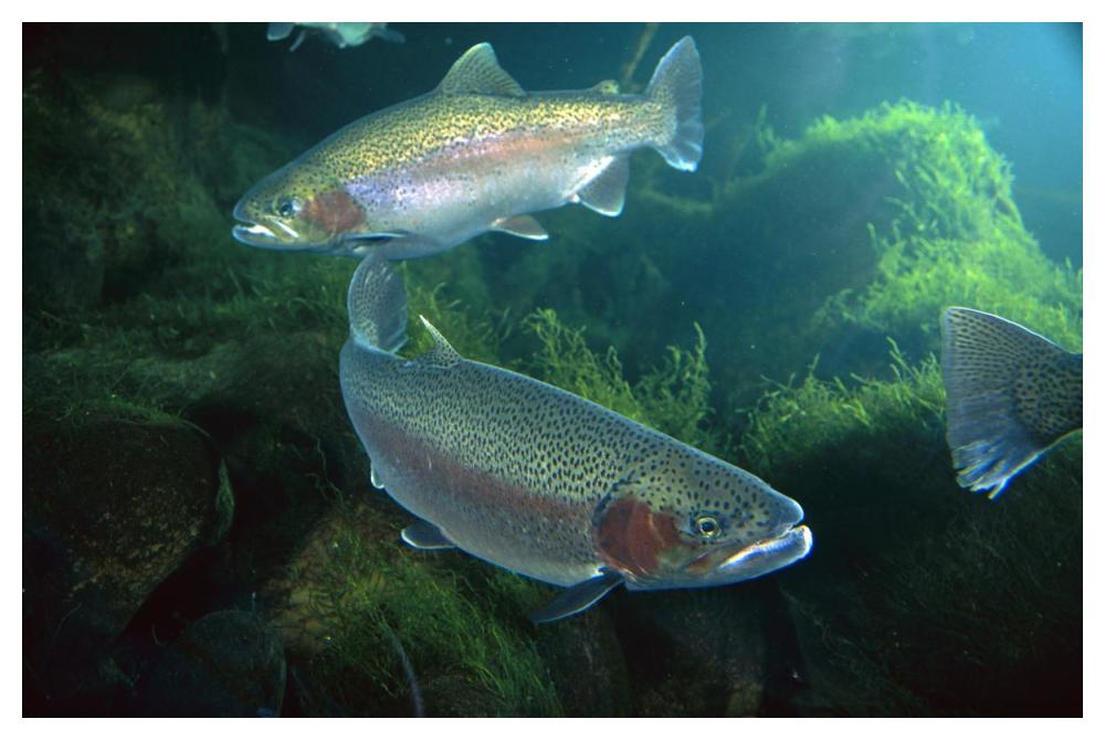 Rainbow Trout pair underwater in Utah-Paper Art-50"x34"