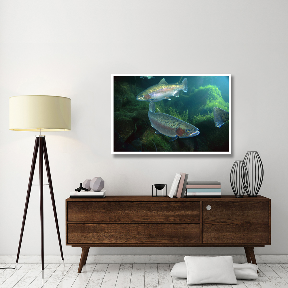 Rainbow Trout pair underwater in Utah-Paper Art-50&quotx34"