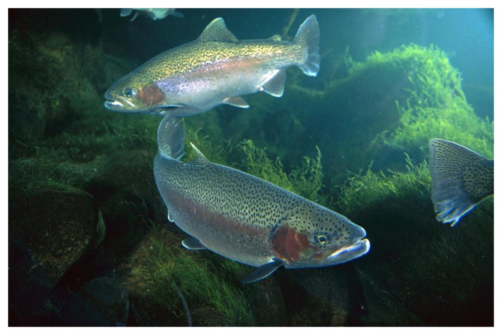 Rainbow Trout pair underwater in Utah-Paper Art-62"x42"