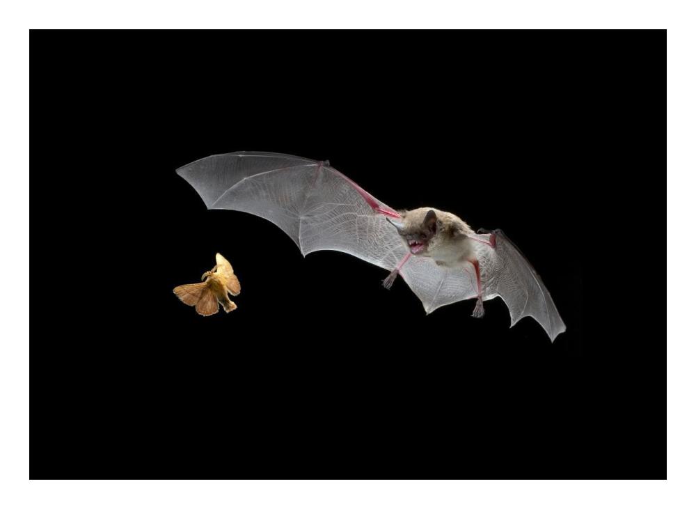 Little Brown Bat pursues a forest moth-Paper Art-24"x17.6"